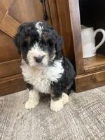 F1 boy , a male Bernedoodle for sale in Dyersville, IA – Photo 3 of 10