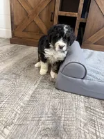 F1 boy , a male Bernedoodle for sale in Dyersville, IA – Photo 7 of 10