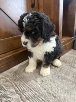 F1 boy , a male Bernedoodle for sale in Dyersville, IA – Photo 2 of 10