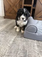 F1 boy , a male Bernedoodle for sale in Dyersville, IA – Photo 9 of 10