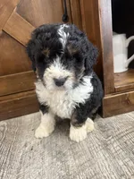 F1 boy , a male Bernedoodle for sale in Dyersville, IA – Photo 4 of 10