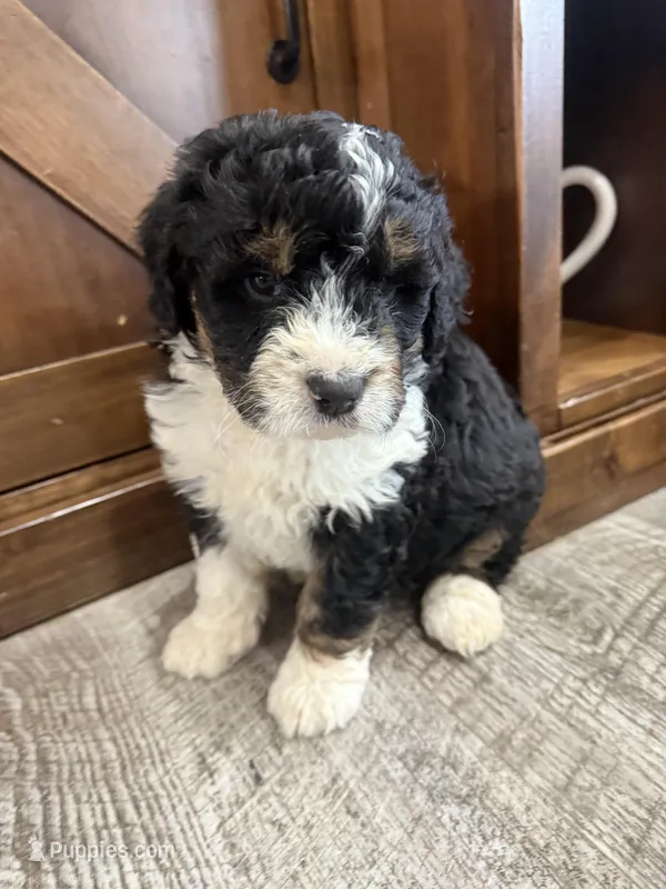 F1 boy , a male Bernedoodle for sale in Dyersville, IA – Photo 1 of 10