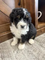 F1 boy , a male Bernedoodle for sale in Dyersville, IA – Photo 1 of 10