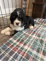 F1 boy , a male Bernedoodle for sale in Dyersville, IA – Photo 6 of 10