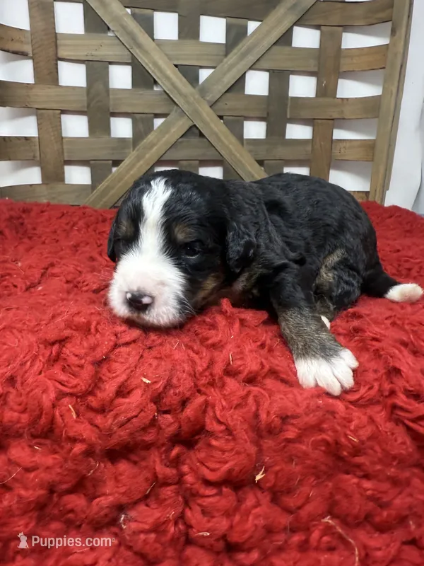 F1 tri boy  – Bernedoodle puppy for sale in Dyersville, IA