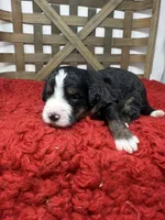 F1 tri boy , a male Bernedoodle for sale in Dyersville, IA – 1 of 6
