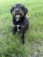 Pepper- Mini , a female Miniature Bernedoodle for sale in Dyersville, IA – Photo 5 of 7