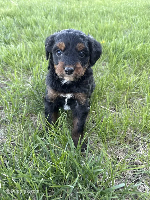 Pepper- Mini , a female Miniature Bernedoodle for sale in Dyersville, IA – Photo 1 of 7