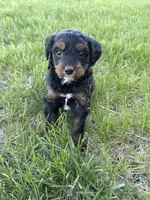 Pepper- Mini , a female Miniature Bernedoodle for sale in Dyersville, IA – Photo 1 of 7