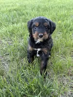Pepper- Mini , a female Miniature Bernedoodle for sale in Dyersville, IA – Photo 2 of 7