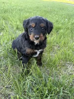 Pepper- Mini , a female Miniature Bernedoodle for sale in Dyersville, IA – Photo 3 of 7