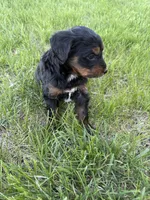 Pepper- Mini , a female Miniature Bernedoodle for sale in Dyersville, IA – Photo 7 of 7