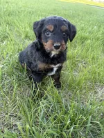 Pepper- Mini , a female Miniature Bernedoodle for sale in Dyersville, IA – Photo 4 of 7
