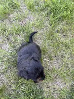Pepper- Mini , a female Miniature Bernedoodle for sale in Dyersville, IA – Photo 6 of 7