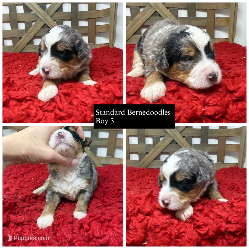 F1 Merle Tri  – Bernedoodle puppy for sale in Dyersville, IA