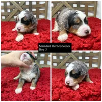 F1 Merle Tri , a male Bernedoodle for sale in Dyersville, IA – 1 of 6