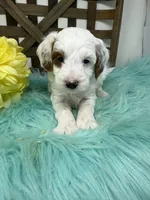 Sprinkles- mini , a female Miniature Goldendoodle for sale in Dyersville, IA – 3 of 5