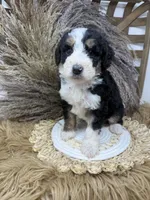 Tri girl medium 2 , a female Bernedoodle for sale in Dyersville, IA – 8 of 8
