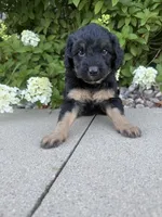 Mini girl , a female Miniature Bernedoodle for sale in Dyersville, IA – 5 of 7