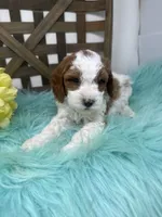 Parti-Mini , a male Miniature Goldendoodle for sale in Dyersville, IA – 4 of 10