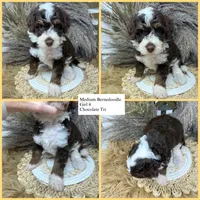 chocolate Tri , a female Bernedoodle for sale in Dyersville, IA – 2 of 6