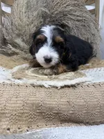 Mini Tri , a male Miniature Bernedoodle for sale in Dyersville, IA – 2 of 7