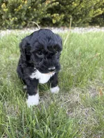 Milo-mini , a male Miniature Bernedoodle for sale in Dyersville, IA – 6 of 9