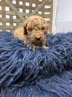 Mini boy , a male Miniature Goldendoodle for sale in Dyersville, IA – 2 of 7
