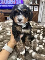 Holly-mini tri , a female Miniature Bernedoodle for sale in Dyersville, IA – 5 of 8