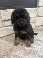 Maggie , a female Miniature Bernedoodle for sale in Dyersville, IA – 2 of 5