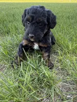 Nola-Mini , a female Miniature Bernedoodle for sale in Dyersville, IA – Photo 2 of 8