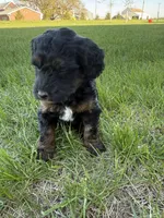 Nola-Mini , a female Miniature Bernedoodle for sale in Dyersville, IA – Photo 3 of 8