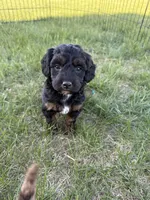 Nola-Mini , a female Miniature Bernedoodle for sale in Dyersville, IA – Photo 5 of 8