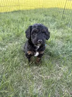 Nola-Mini , a female Miniature Bernedoodle for sale in Dyersville, IA – Photo 6 of 8