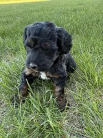 Nola-Mini , a female Miniature Bernedoodle for sale in Dyersville, IA – Photo 4 of 8