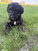 Nola-Mini , a female Miniature Bernedoodle for sale in Dyersville, IA – Photo 7 of 8