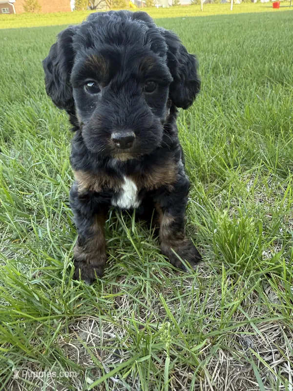 Nola-Mini , a female Miniature Bernedoodle for sale in Dyersville, IA – Photo 1 of 8