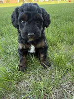 Nola-Mini , a female Miniature Bernedoodle for sale in Dyersville, IA – Photo 1 of 8