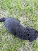 Nola-Mini , a female Miniature Bernedoodle for sale in Dyersville, IA – Photo 8 of 8