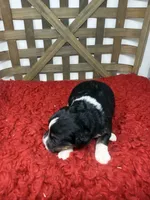 F1 tricolor , a female Bernedoodle for sale in Dyersville, IA – 2 of 7