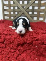F1 Tri’s , a male Bernedoodle for sale in Dyersville, IA – 5 of 6