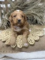 Mini Tuxedo , a male Miniature Goldendoodle for sale in Dyersville, IA – 7 of 7