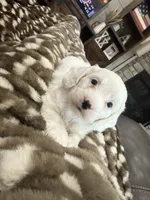 Buster-mini , a male Miniature Goldendoodle for sale in Dyersville, IA – 5 of 7