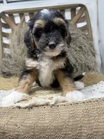 Tri mini , a male Miniature Bernedoodle for sale in Dyersville, IA – 6 of 7