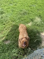 Jazzy- mini, a female Miniature Goldendoodle for sale in Dyersville, IA – 3 of 5