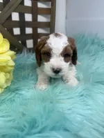 Parti-Mini , a male Miniature Goldendoodle for sale in Dyersville, IA – 7 of 10