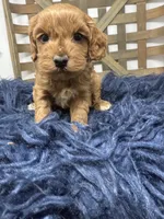 Mini , a female Miniature Goldendoodle for sale in Dyersville, IA – 4 of 7