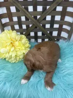 Tuxedo- Mini, a male Miniature Goldendoodle for sale in Dyersville, IA – 10 of 10