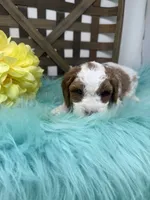 Parti-Mini , a male Miniature Goldendoodle for sale in Dyersville, IA – 8 of 10
