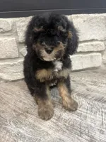 Petite girl , a female Miniature Bernedoodle for sale in Dyersville, IA – 3 of 6
